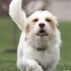 Bea-Tzu (Designer Dog)