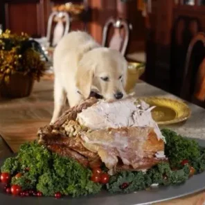 Your Favorite Thanksgiving Pics/Videos