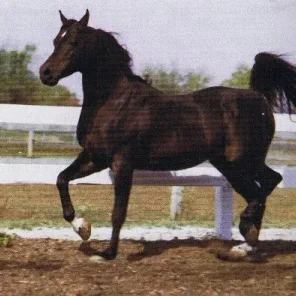 G-Amigo
