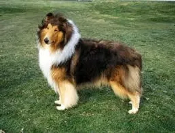 CH Marnus Golden Ruler