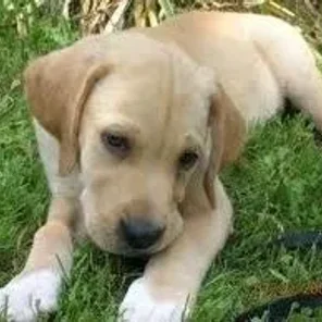 American Gointer (Designer Dog)