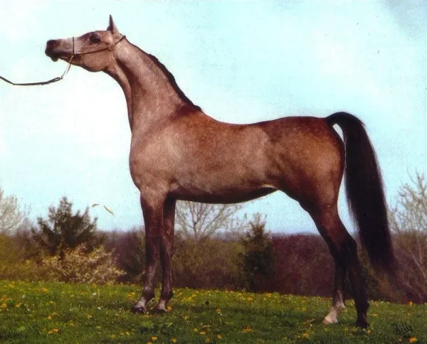 BB Ora Kalilah...One of my all-time favorite straight Egyptian mares!