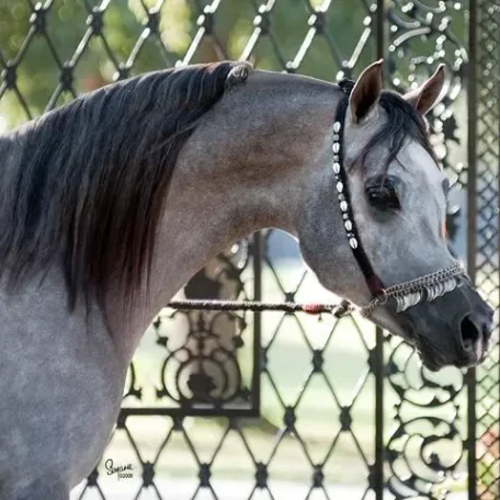 Sire: Rough Justice