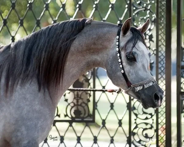 Sire: Rough Justice