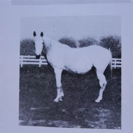 Rasrah (Raseyn x Kirah) grey mare, foaled November 9, 1930bred by W.K. Kellogg Institute