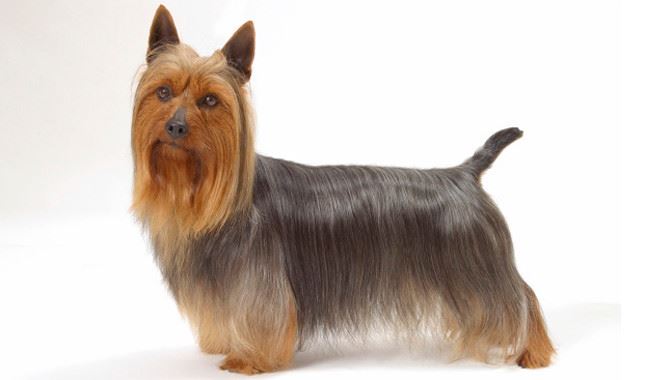 Silky Terrier