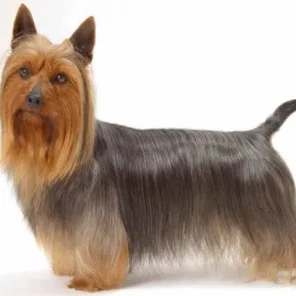 Silky Terrier
