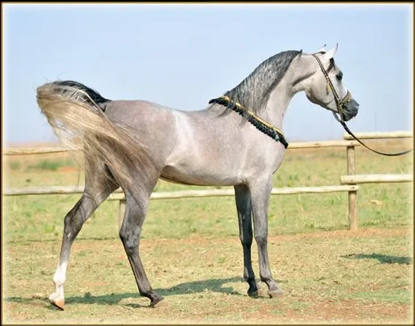 HS Lord Halsdon