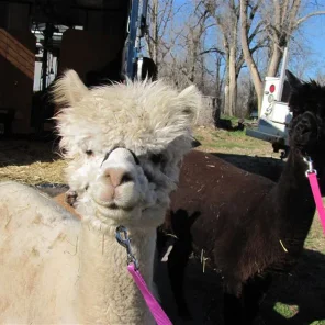 SPA Alpacas Escada