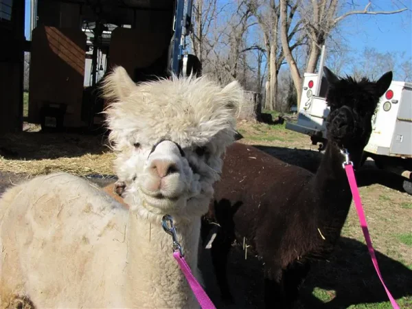 SPA Alpacas Escada