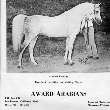 Gajala was bred to *Fadl and then to *Fadl son, Fay-el-Din, when she produced the filly Gadina (who later produced the Ferzon son, Ferdine).