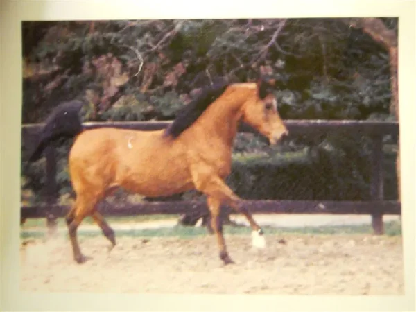 ellies sire