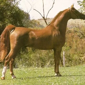 AF Don Giovani