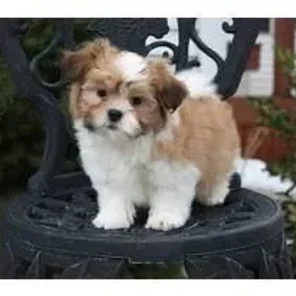 Havashu (Designer Dog)