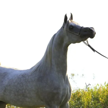 Luxemere Jizette Champion Arabian Mare