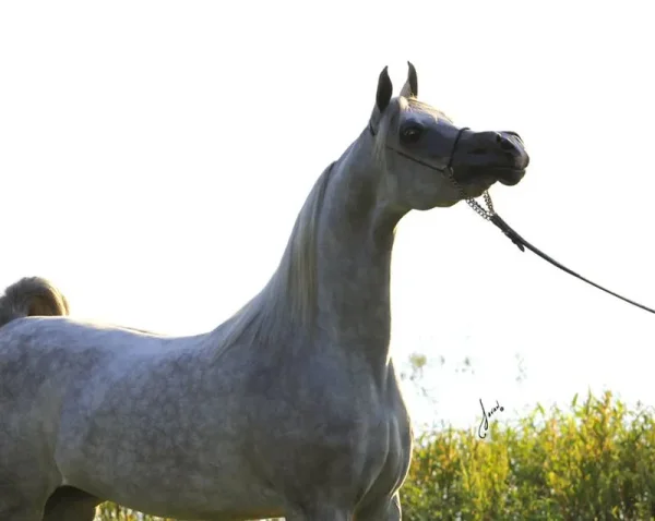 Luxemere Jizette Champion Arabian Mare