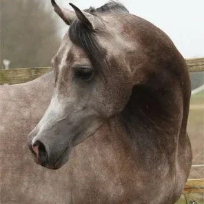 El Vito