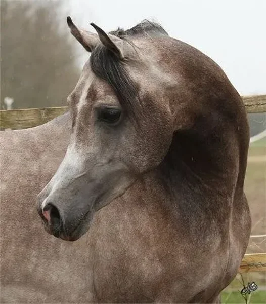 El Vito