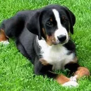 Appenzeller Sennenhund
