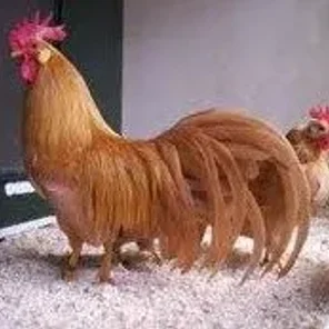 Single Comb Buff