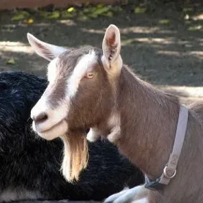 Toggenburg Goat