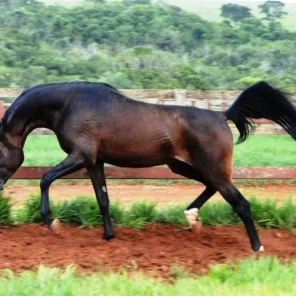 BAGHEER EL JAMAAL