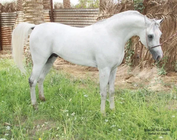 Murad Al Orobah