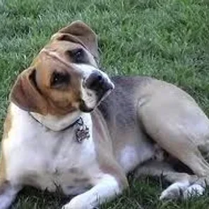 Bogle (Designer Dog)