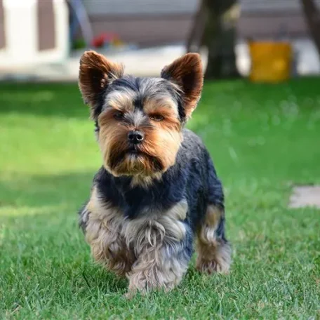 Glamorous but feisty, the Yorkshire Terrier has a vivacious spirit and a loving heart.