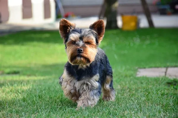 Glamorous but feisty, the Yorkshire Terrier has a vivacious spirit and a loving heart.