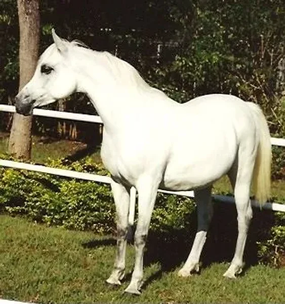 CM Georgia