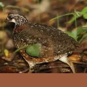 Chestnut-necklaced Partridge
