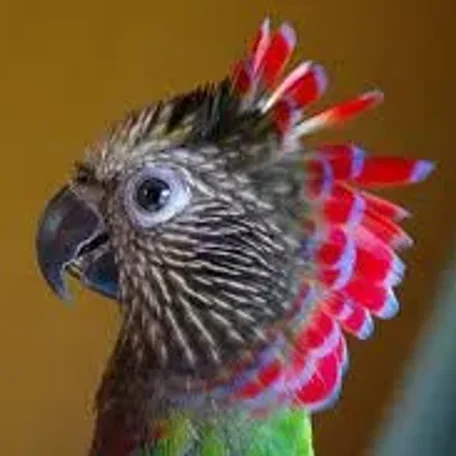 African Greys, Amazons, Small Cockatoos, Large Conures, Eclectus, Hawk-Headed Parrots, and Mini-Macaws