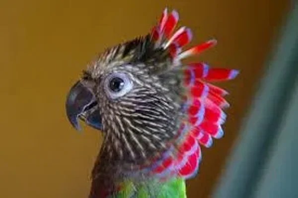 African Greys, Amazons, Small Cockatoos, Large Conures, Eclectus, Hawk-Headed Parrots, and Mini-Macaws