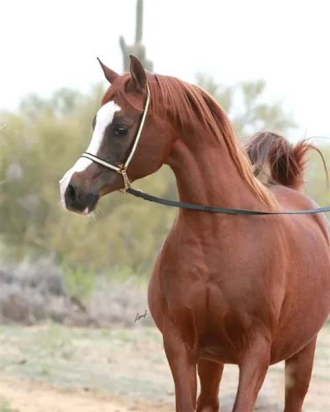 PSYCHES AMBER DREAM