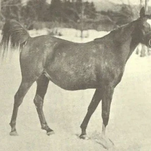 Rayik