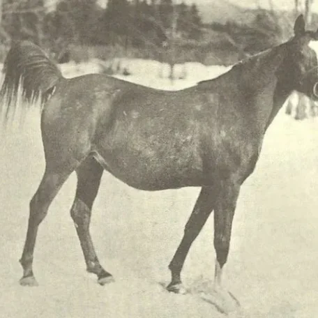 Rayik