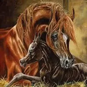 2021 Rosetta Foal