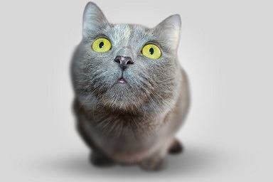 Is Separation Anxiety in Cats a Myth?