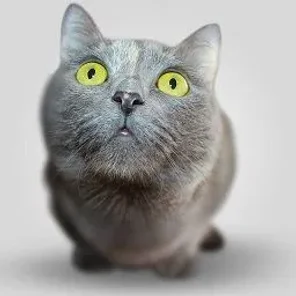 Is Separation Anxiety in Cats a Myth?
