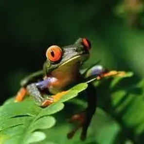 Frog