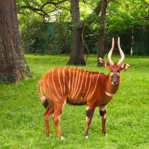 Bongo Beauty