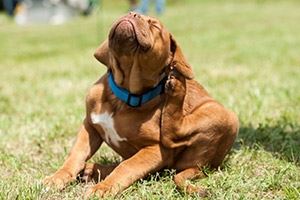 Fleas Are A Pain On the Dog!