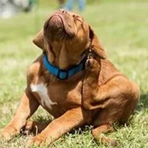 Fleas Are A Pain On the Dog!