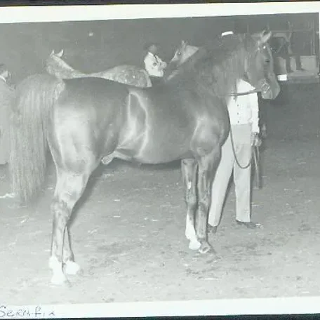 *Serafix was an imported Arabian Stallion from the Crabbet Stud of England.