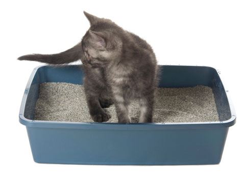 Cat Litter - Pt 2