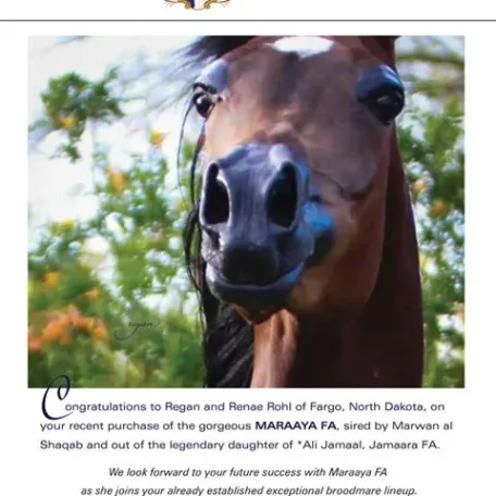 Maraaya FA (Marwan al Shaqab x Jamaara FA)