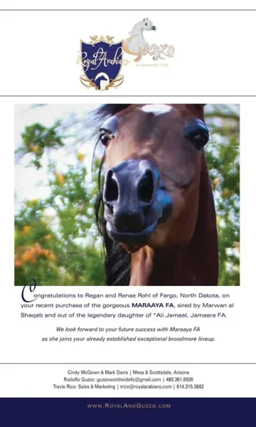 Maraaya FA (Marwan al Shaqab x Jamaara FA)