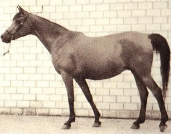 SCHEHERAZADE