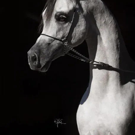 Om El Bellissimo
(Om El Shahmaan × Om El Benedict)
Grey Stallion, Born 2007
